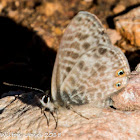 Long-tailed Blue