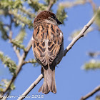 House Sparrow