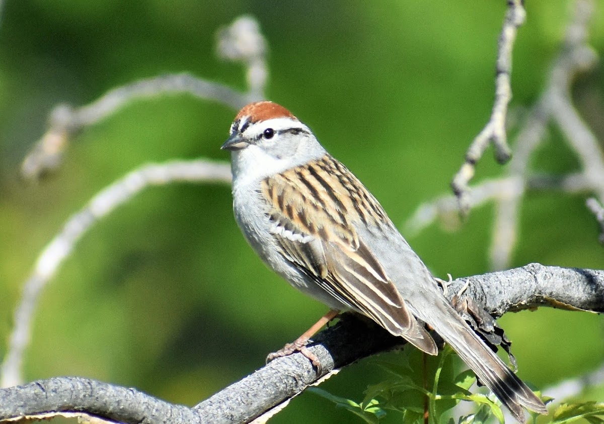 Chipping sparrow