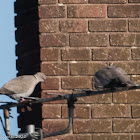 Collared Dove