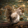 Squirrel Calls icon