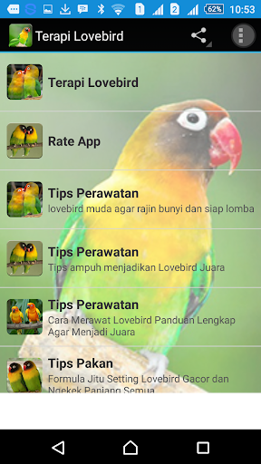 Terapi Lovebird Master