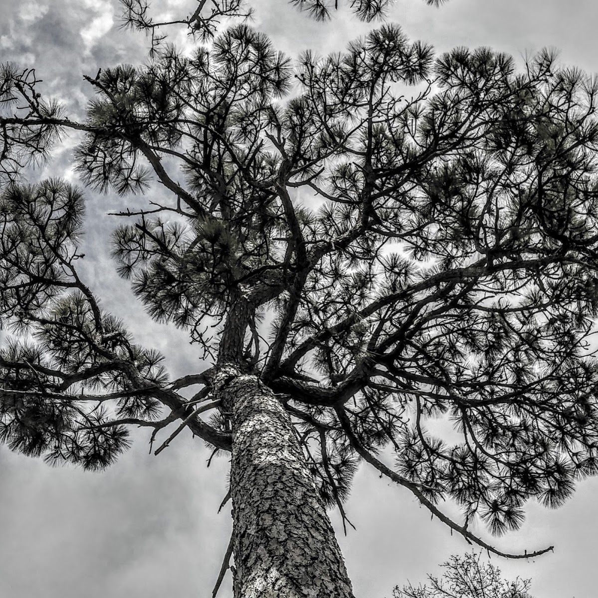 Longleaf Pine Tree