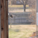 Grey Squirrel