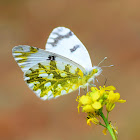 Eastern Dappled White