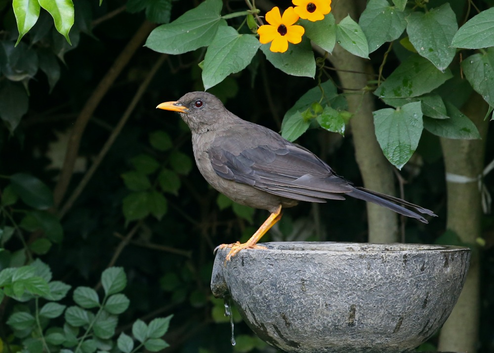 Great Thrush