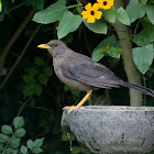 Great Thrush