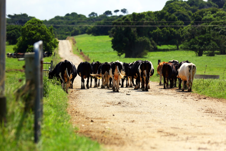 KZN farmers say they are plagued by stock theft and have appealed to the agriculture MEC to intervene. File photo.