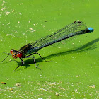 Red-eyed Damselfly