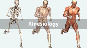 Image result for kinesiology