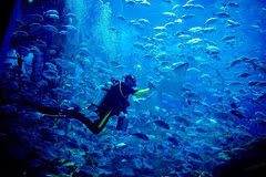 Visiter Dubai Aquarium and Underwater Zoo