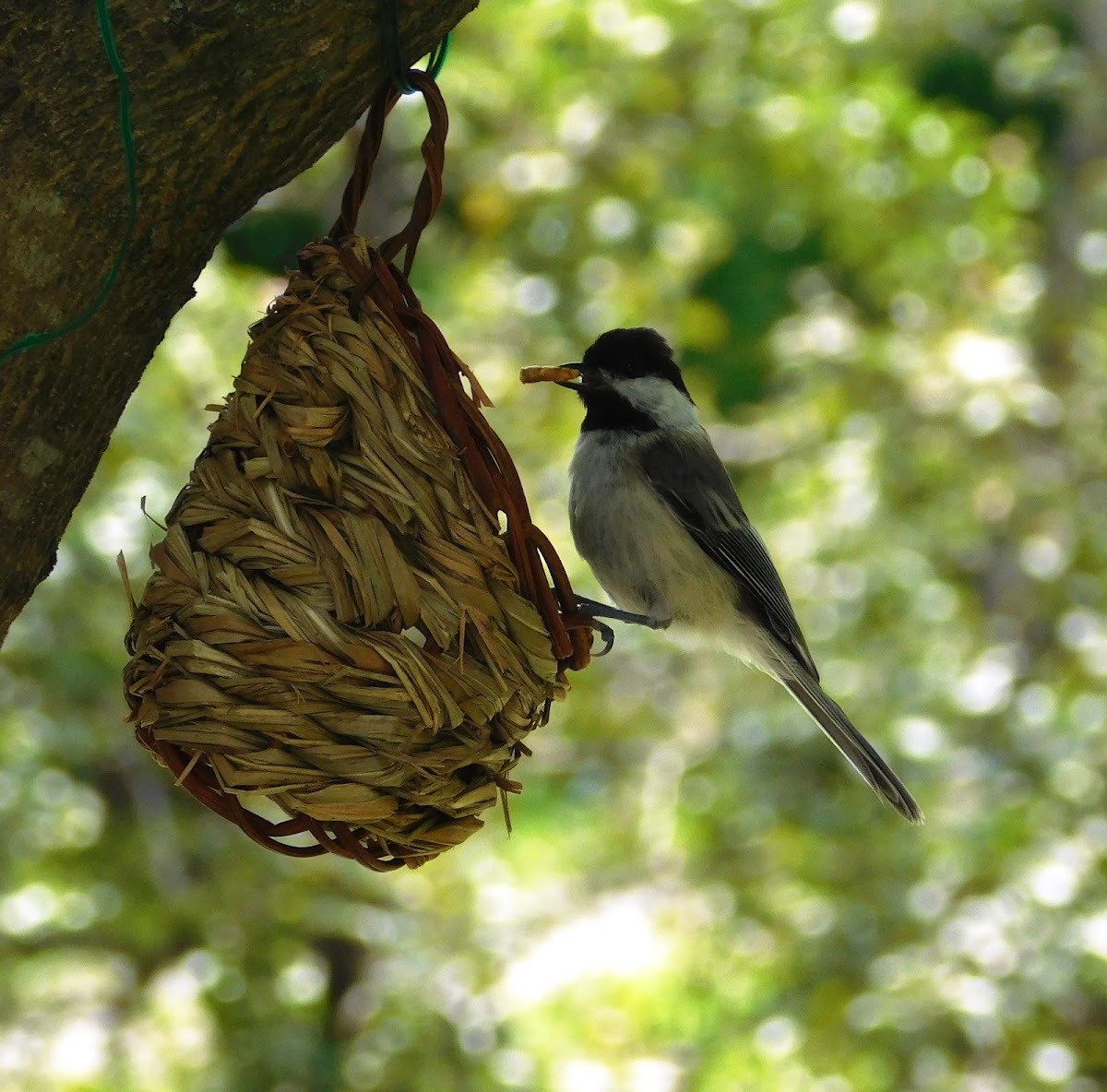 Black-capped Chickadee