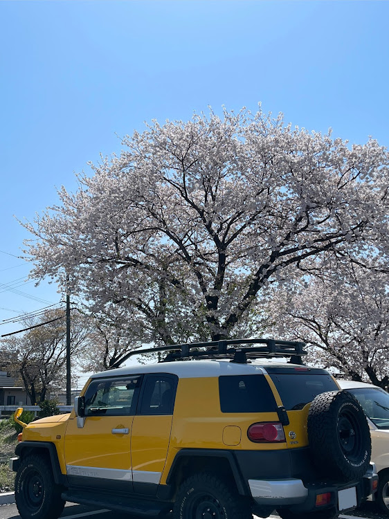 FJクルーザーのサクラと愛車・ドライブに関するカスタム事例の投稿画像1枚目
