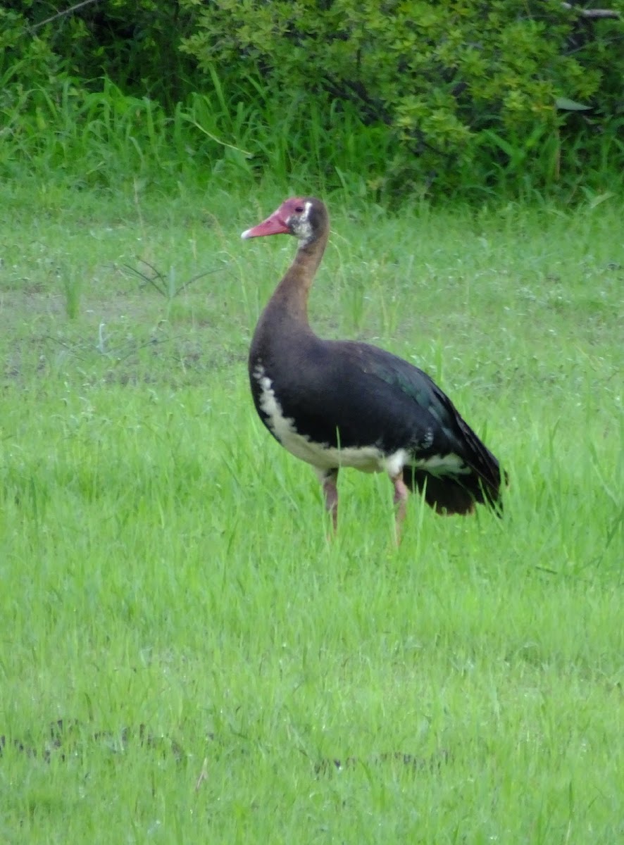 spur wing goose