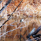 Eastern Phoebe