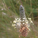 Plantain: Narrowleaf Plantain, English Plantain, Buckhorn, Lanceleaf Plantain, Ribwort, Buckhorn, Ribgrass