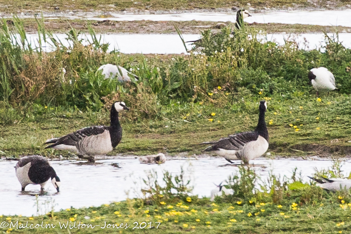 Barnacle Goose