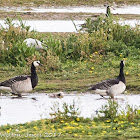 Barnacle Goose