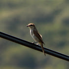 Red-backed shrike