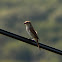 Red-backed shrike