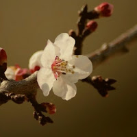 Assaggino di primavera! di 