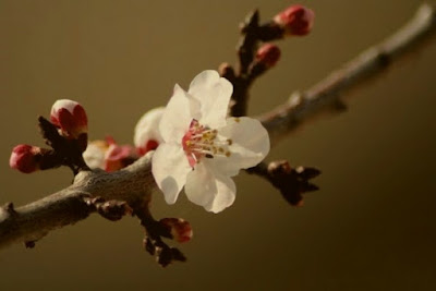 Assaggino di primavera! di ChristianGiulianetti