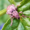 Water Fern Weevil