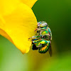 Orchid Bee