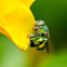 Orchid Bee