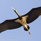 Black Stork