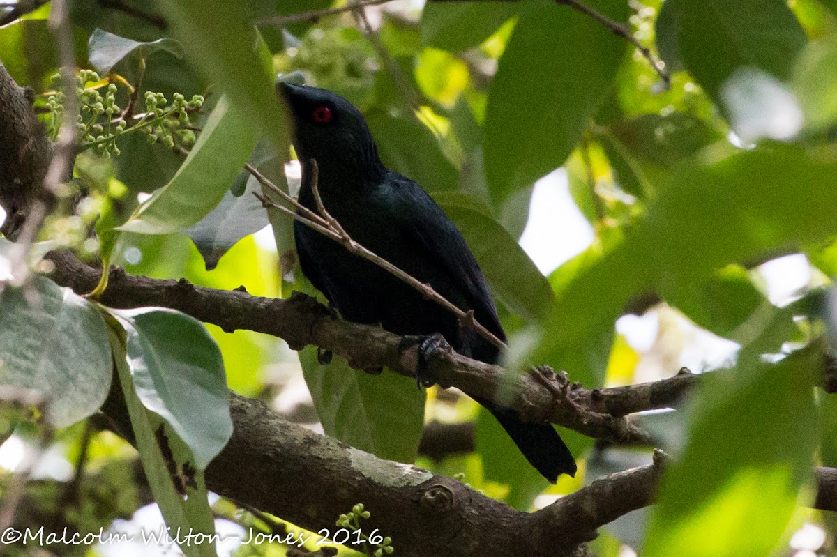 Asian Glossy Starling