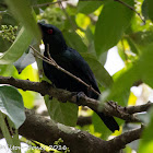 Asian Glossy Starling