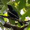 Asian Glossy Starling