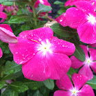 Annual Vinca