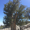 Bristlecone Pine