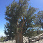 Bristlecone Pine