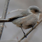 Bushtit