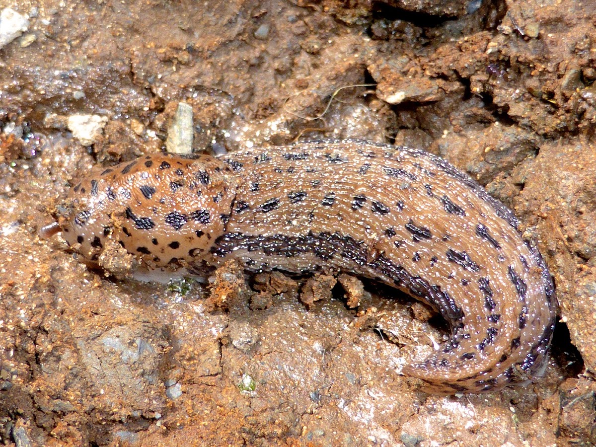 Leopard Slug