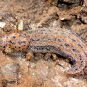 Leopard Slug