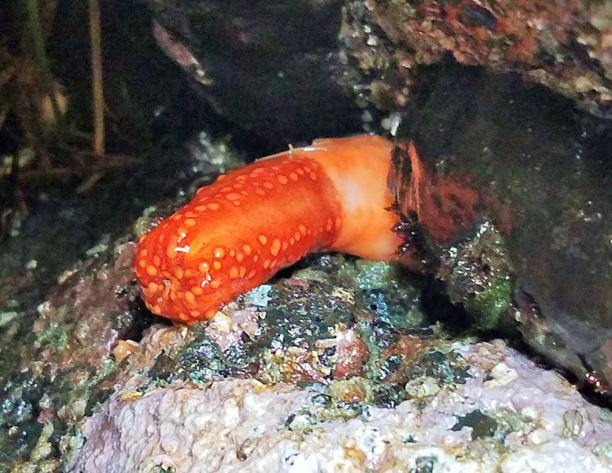 Red sea cucumber