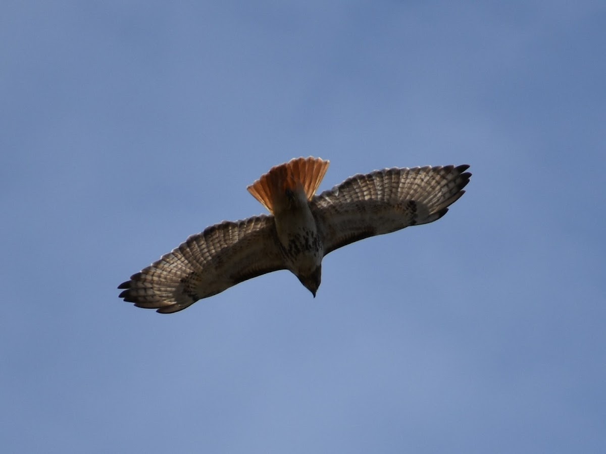 Red-Tailed Hawk