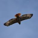 Red-Tailed Hawk