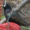 European Starling