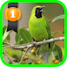 Greater Green Leafbird icon