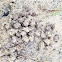 unknown fiddler crab balls