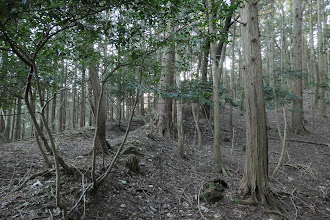 古い道沿いに進む