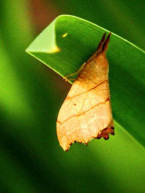 Two-lined hooktip