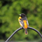 Baltimore Oriole