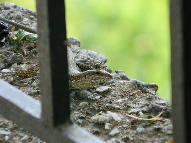 Erhard's wall lizard (Σιλιβούτι)