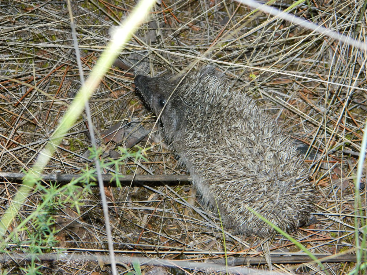 Northern white-breasted hedgehog